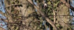 Mésange à longue queue, Aegithalos caudatus europaeus