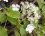 Abeille