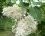Lilas blanc - Syringa