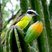 Pitangus sulphuratus