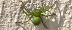 Araignée verte
