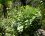 Salvia cacaliifolia