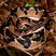 Serpent Lachesis rhombeata