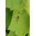 Chrysotoxe prudente