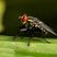 Mouche Sarcophagidae