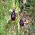 Ophrys araignée