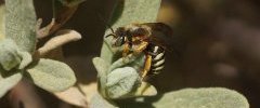 Anthidium sp Anthidie sp