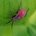 Punaise flamboyante (Lopidea instabilité) nymphe