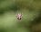 Araneus diadematus femelle