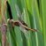 Libellule mélancolique (Libellula luctuosa) femelle