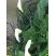 Fleurs d'Arum
