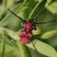 Longicorne de l'asclépiade (Tetraopes tetrophthalmus)