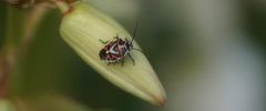 Eurydema ornatum La Punaise ornée sous réserve