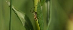 Tetragnathe sp