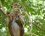 Macaque à toque - Macaca sinica