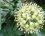 Fleur d'hedera hibernica (lierre grimpant d'Irlande)