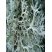Cladonia sp.