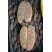 Lithops