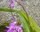 Bletilla striata (orchidée jacinthe)