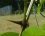 Epine de robinier faux acacia