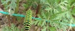 Chenille dans les carottes