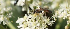 Microichneumon