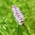 Orchis tacheté