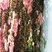 Le Bougainvillier