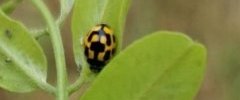 coccinelle à damier, propylea quatuordecimpunctata