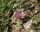 Trifolium sp.