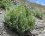Lupin des Andes, lupinus mutabilis