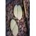 Lithops
