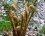 Fausse fougère mâle (dryopteris affinis)