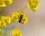 Fourmi sur fleur d'euphorbe petit cyprès