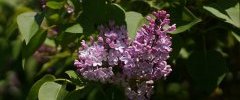 Lilas