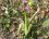 Anacamptis palustris - Orchis palustris