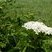 Sureau noir (sambucus nigra)