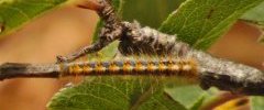 Bombyx du chêne Lasiocampa quercus