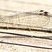 Agrion vertical (Ischinura verticalis)