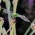 Libellule érythème des étangs (Erythemis simplicicollis) 