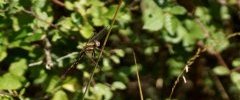 Orthetrum albistyllum