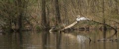 Cygne et Tortue