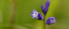 Polygala sp