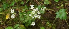 Saxifrage granulata sous réserve