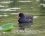Gallinule poule d'eau mâle