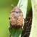 Lixe obtus (Larinus obtusus)