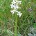Orchidée bouffon (anacamptis morio)