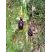 Ophrys araignée