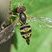 Syrphe géminé (Toxomerus geminatus)