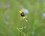 Ophrys aranifera ou virescens ?